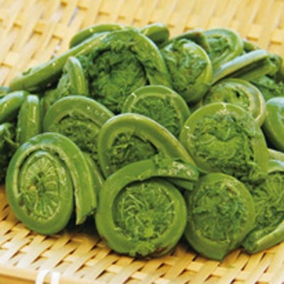 ⑧【春商材】山福）こごみ水煮　５００ｇ（約９０個入）　＜２－５月＞